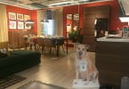 IKEA promove a adoção de animais