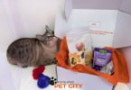 Pet City: a nova ‘box’ para animais ‘Made in Portugal’