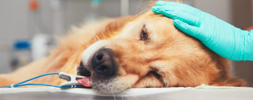 Antes de uma cirurgia, análises laboratoriais ajudam a avaliar vários parâmetros em relação à saúde do seu animal minimizando possíveis riscos anestésicos.