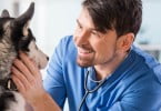 Aprovada alteração da carreira de médico veterinário municipal