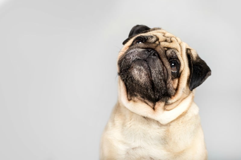 Traqueostomia em cães com colapso laríngeo grave: quais os resultados a longo prazo em cães braquicéfalos?