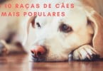 Infografia: as 10 raças de cães mais populares