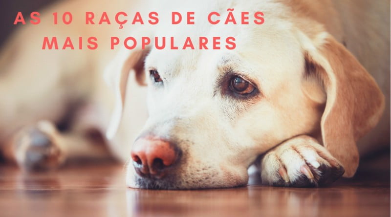 Infografia: as 10 raças de cães mais populares