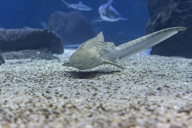 Oceanário de Lisboa ‘acolhe’ tubarão-zebra