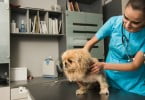 Associações pedem mais dinheiro para esterilizações