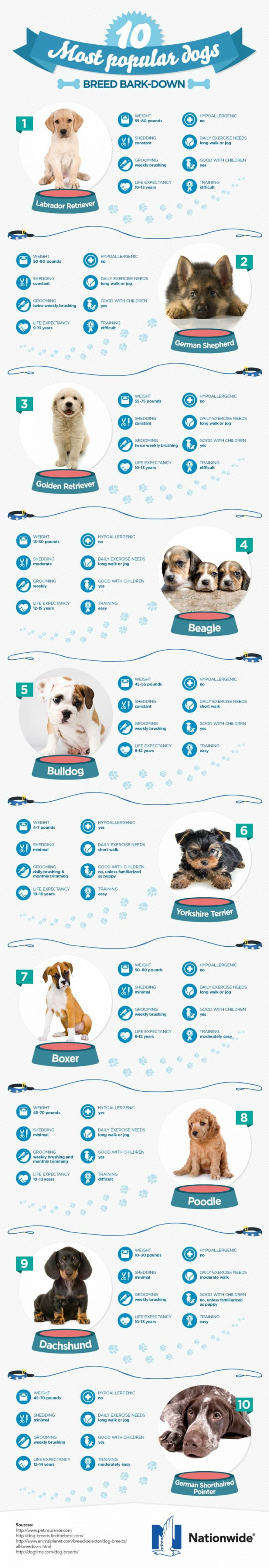Infografia: as 10 raças de cães mais populares
