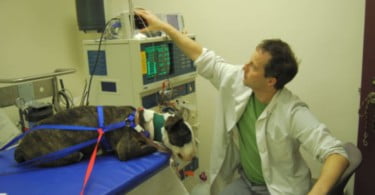 Brasil tem nova clínica especializada em hemodiálise para animais