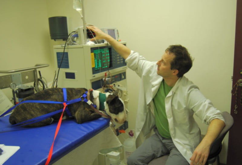 Brasil tem nova clínica especializada em hemodiálise para animais