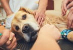 VetSummit: os veterinários sabem trabalhar em conjunto?