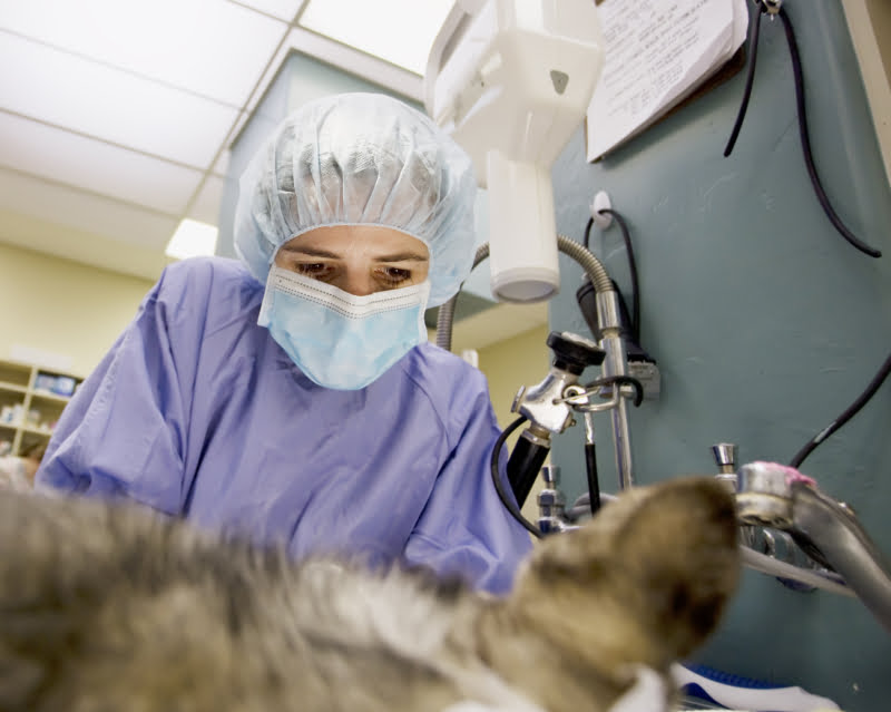 Estudo revela tendências que estão a mudar a indústria veterinária