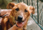 Tramadol não é eficaz no alívio das dores associadas à osteoartrite em cães