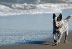 Esposende abre duas praias para cães