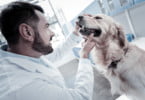 RNA lança ‘plano de assistência’ à saúde e bem-estar de cães e gatos