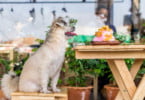 A partir desta semana, animais já entram em restaurantes