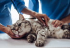 Estará a medicina veterinária a enfrentar um problema ético?