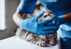 gato odontologia veterinária Veterinária Atual