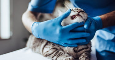 gato odontologia veterinária Veterinária Atual