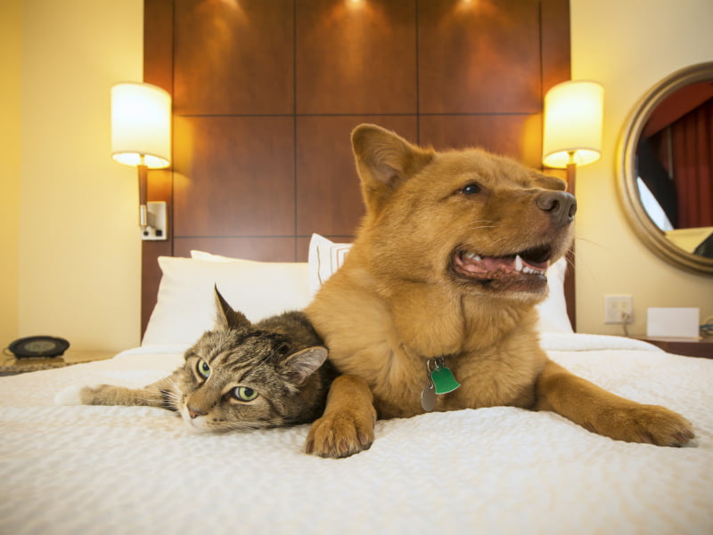 Hotéis para animais com lotação esgotada entre junho e agosto