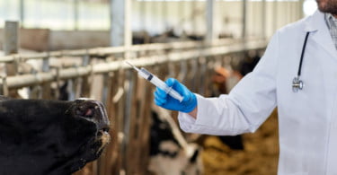 vaca a ser vacinada Veterinária Atual