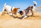 caes praia veterinariaatual