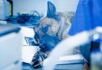 Cães hospitalizados com maior predisposição para desnutrição