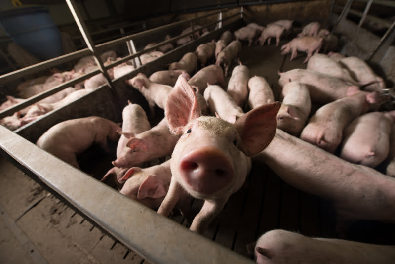 Produtores de suínos obrigados a declarar existências para controlo da doença de Aujeszky