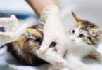 gato em clínica veterinária