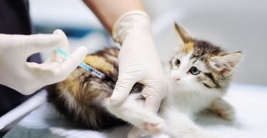 gato em clínica veterinária