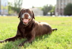 Labradores castanhos mais propensos a problemas de saúde