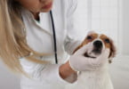 cão a ser examinado por veterinária
