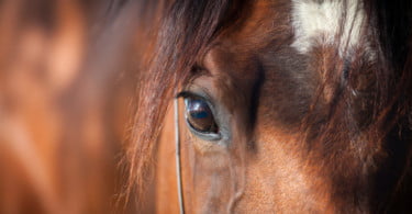 UE aprova primeiras orientações de bem-estar para cavalos