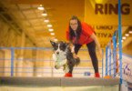 Pet Festival volta em fevereiro