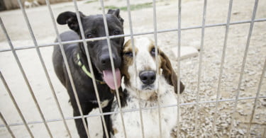 Veterinários municipais alertam para ‘listas de espera’ na recolha de animais para canis