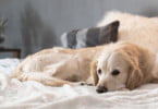 SAVSNET confirma surto de vómito em cães no Reino Unido