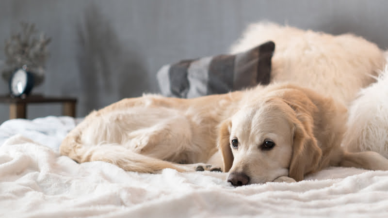 SAVSNET confirma surto de vómito em cães no Reino Unido