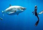 oceanramsey veterinariaatual