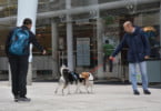 petfestival veterinariaatual