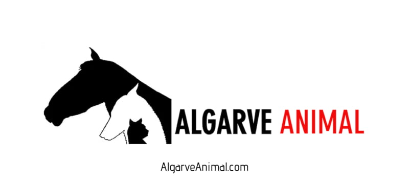 AlgarveAnimal: defensores da causa animal criam site para partilha de informação