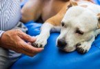 Já existe tratamento para osteossarcoma canino sem quimioterapia