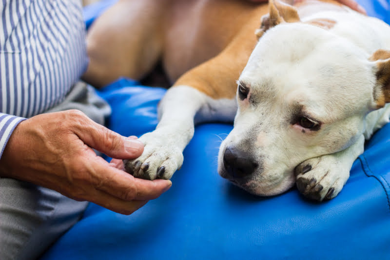 Já existe tratamento para osteossarcoma canino sem quimioterapia