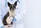 BVA recolhe experiências de discriminação na medicina veterinária