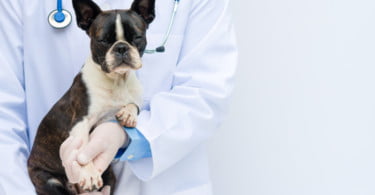 BVA recolhe experiências de discriminação na medicina veterinária