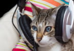Poderá a música diminuir os níveis de stress dos gatos durante a consulta?