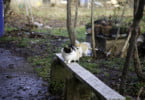 gato campo veterinariaatual