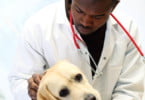 BVA recolhe experiências de discriminação na medicina veterinária