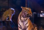 Animais selvagens no circo passam a estar proibidos