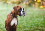 Osteoartrite é mais grave em cães com mais de 35 kg e em Boxers