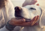 cão com tutora veterinária atual