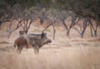 Descontrolo na população de javalis pode trazer peste suína africana para Portugal