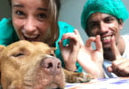 Estudantes de veterinária portugueses rumam a África para ação humanitária